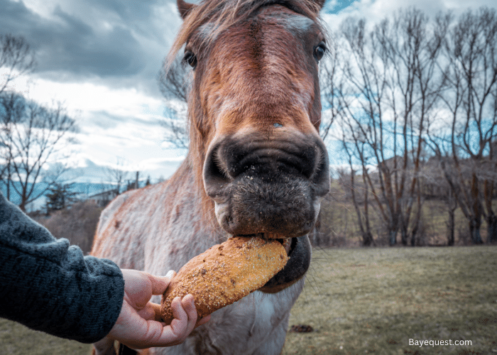 Can Horses Eat Bread