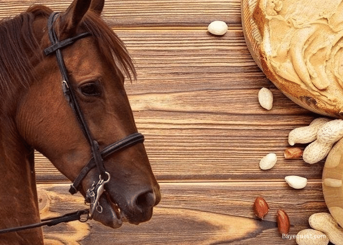 Can Horses Have Peanut Butter