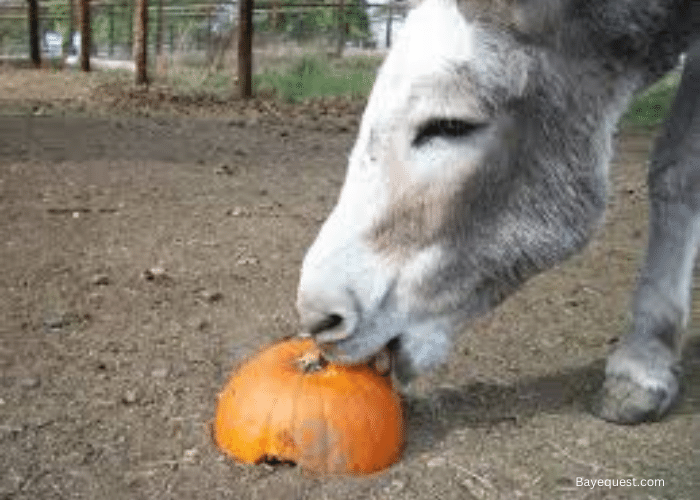 Can Horses Eat Gourds