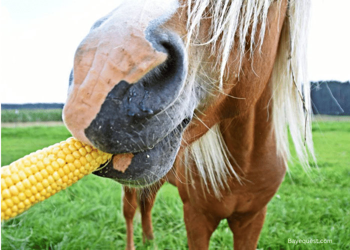 Can Horses Eat Corn