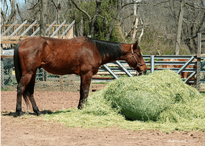 Is Alfalfa Good For Horses
