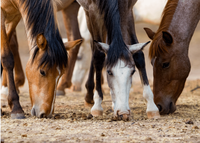 What Do Wild Horses Eat? Let's Fin Out Now!
