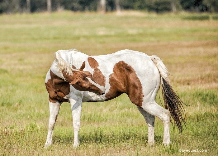 450+ Best Paint Horse Names