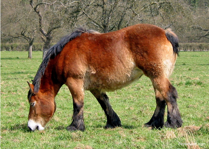 Ardennais