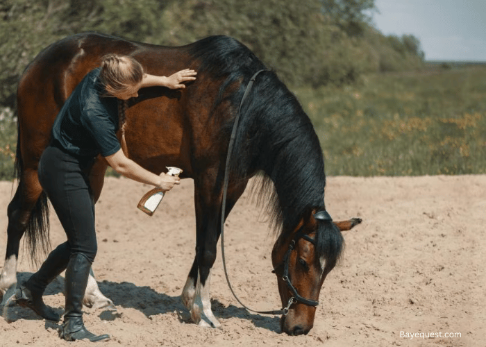 Best Fly Spray for Horses