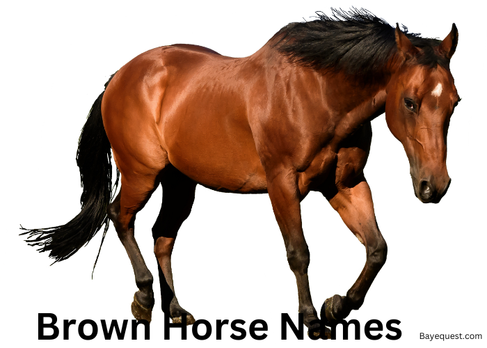 Brown Horse Names