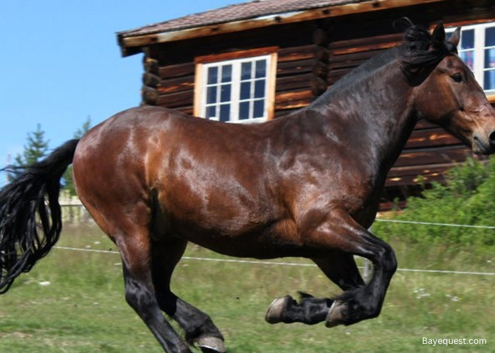 Dole Gudbrandsdal