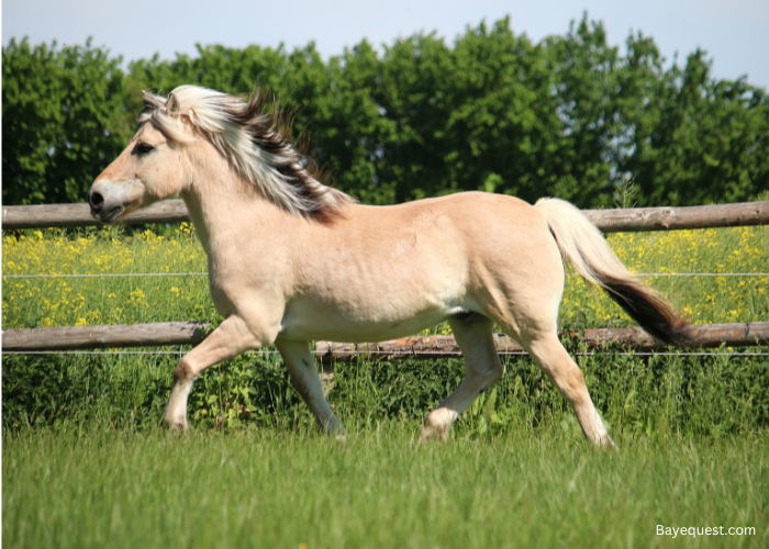 Fjord Horse