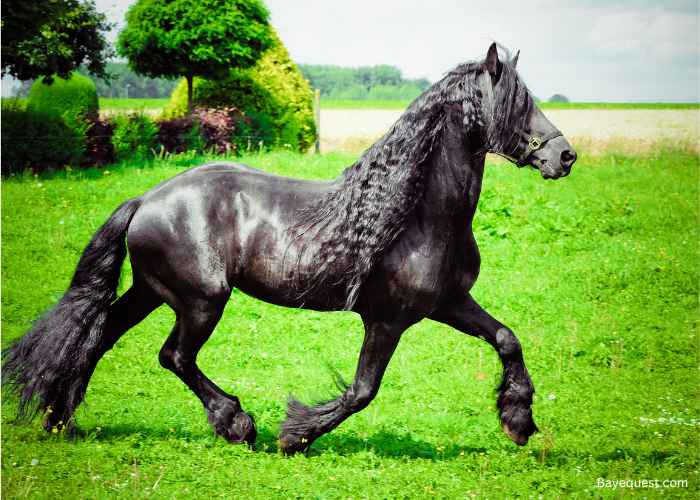 Friesian
