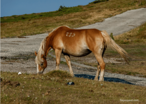 Freeze Branding Horses