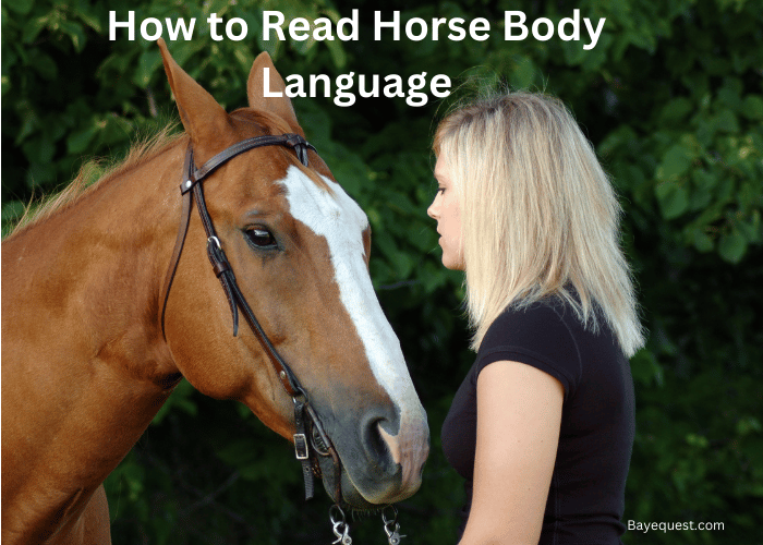How to Read Horse Body Language