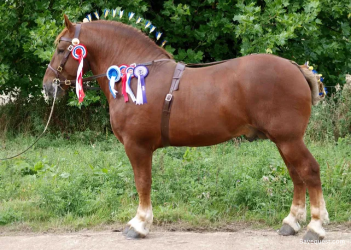 Suffolk Punch