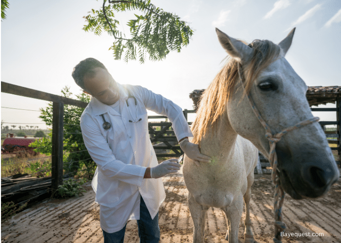 What Shots Do Horses Need?