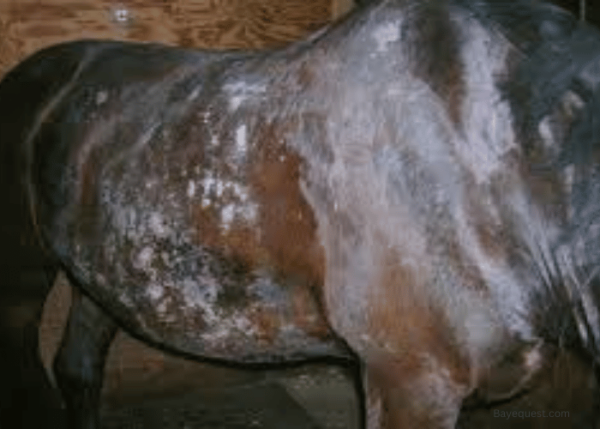 19 Horse Skin Conditions and Diseases (Causes, Prevention & Treatment)