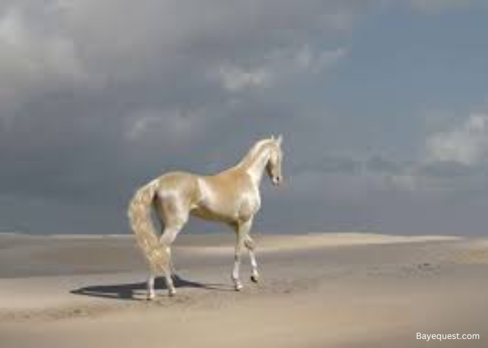 Akhal Teke