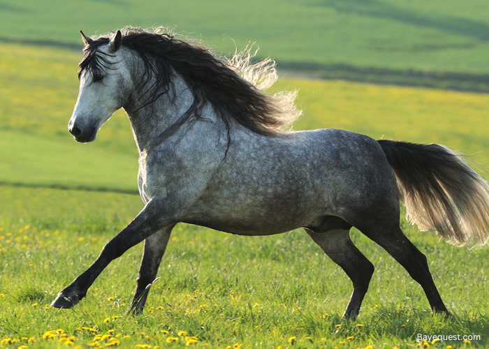Andalusians