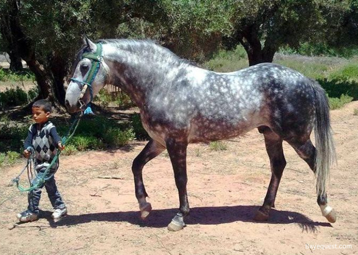 Barb Horse