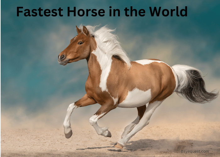 Fastest Horse in the World