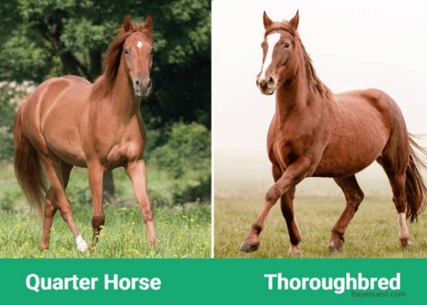 Thoroughbred Vs Quarter Horse: 9 Similarities & Differences