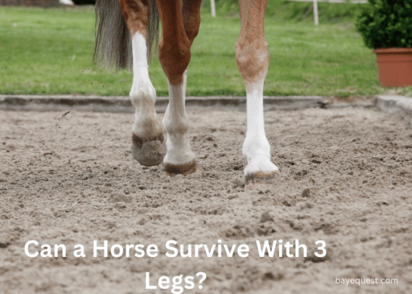 Can A Horse Live With 3 Legs