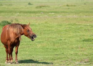 15 Horse Sounds in Words: Easily Understand Your Horse