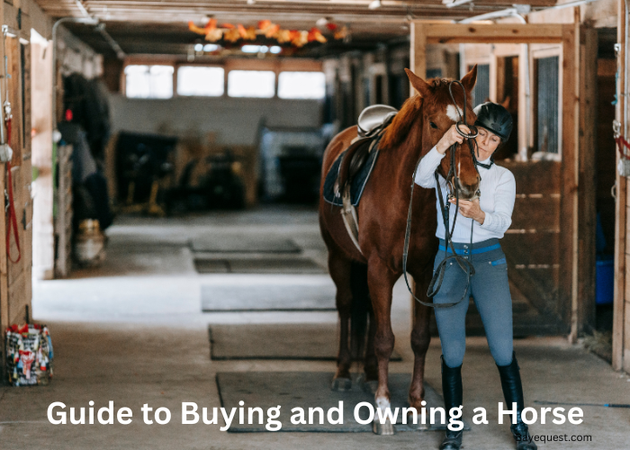 Guide to Buying and Owning a Horse