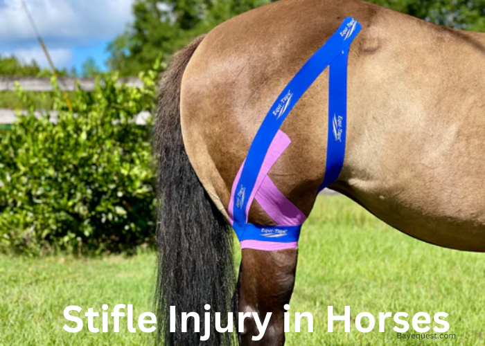 Stifle Injury in Horses