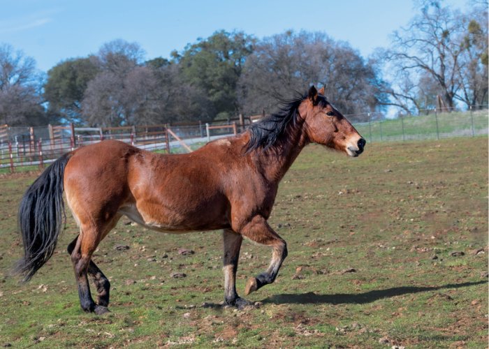 Sierra - The Horse That Saved a Life