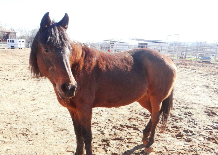 Sierra - The Horse That Saved a Life