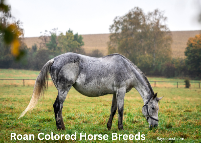 Baby Horse Hooves Essential Care Tips For Healthy Foal Feet