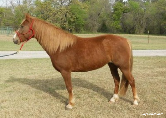 American Walking Pony