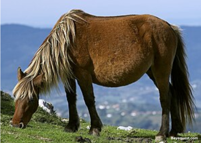 Asturcón Pony