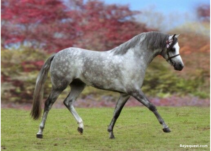 Australian Pony