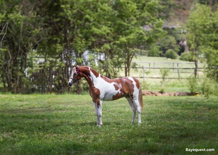 Australian Riding Pony