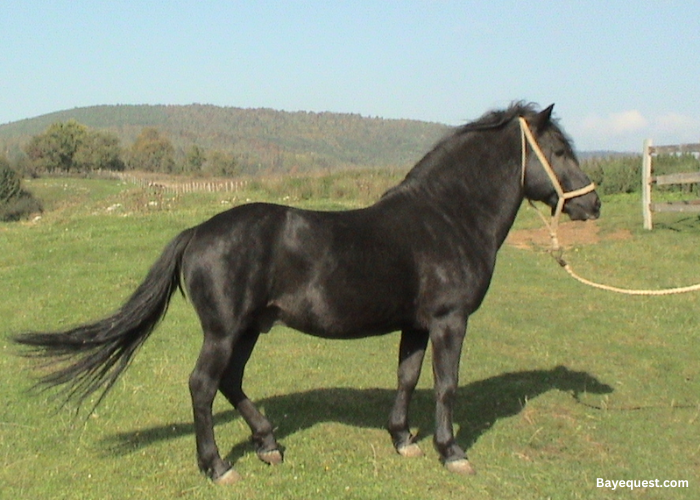 Bosnian Pony