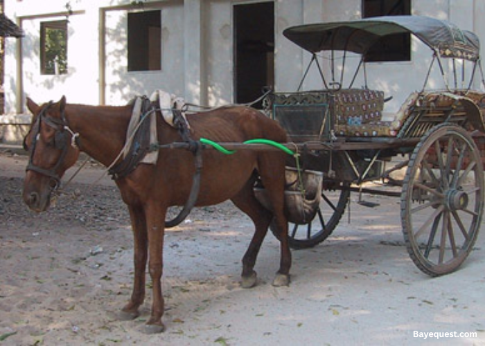 Burmese Pony