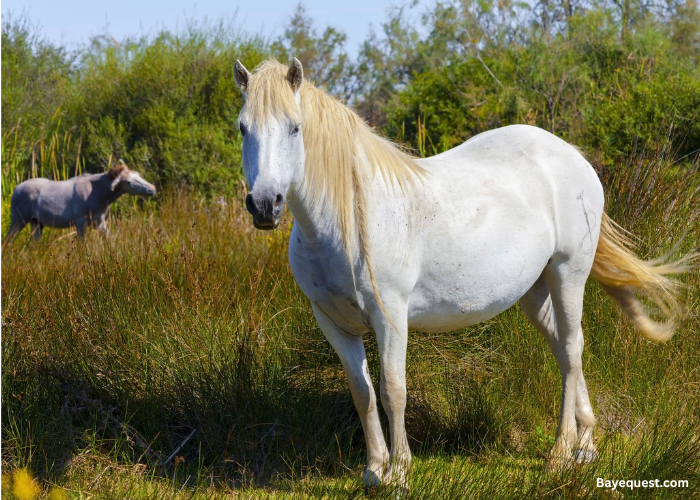 Camargue Pony