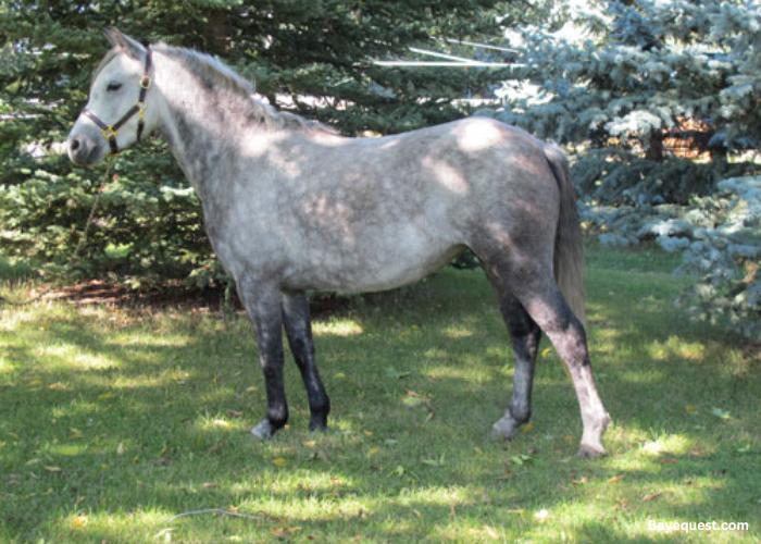 Canadian Rustic Pony