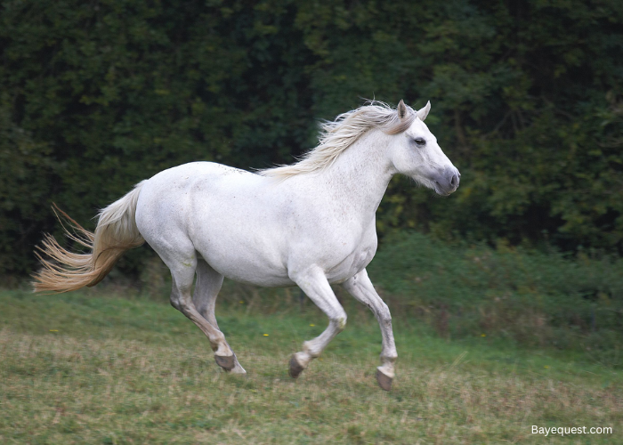Connemara Pony