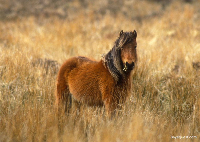 Dartmoor Pony
