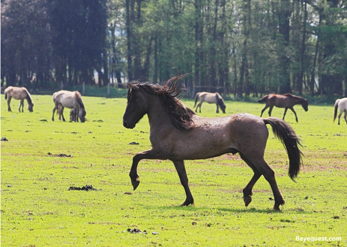 Dulmen Pony