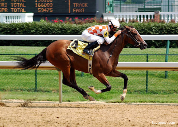 English Thoroughbred