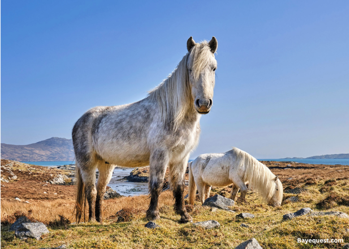 Eriskay Pony