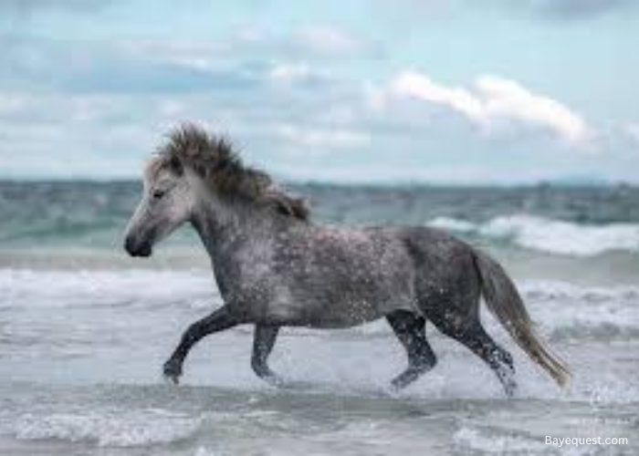 Eriskay Pony