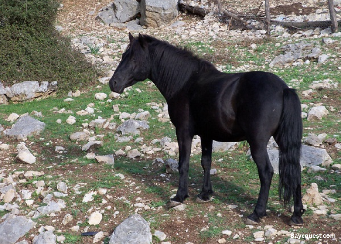 Esperia Pony