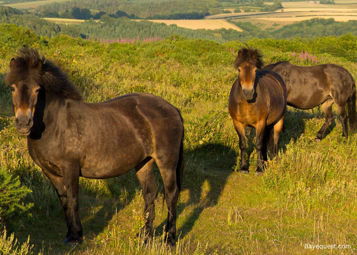 Exmoor Pony