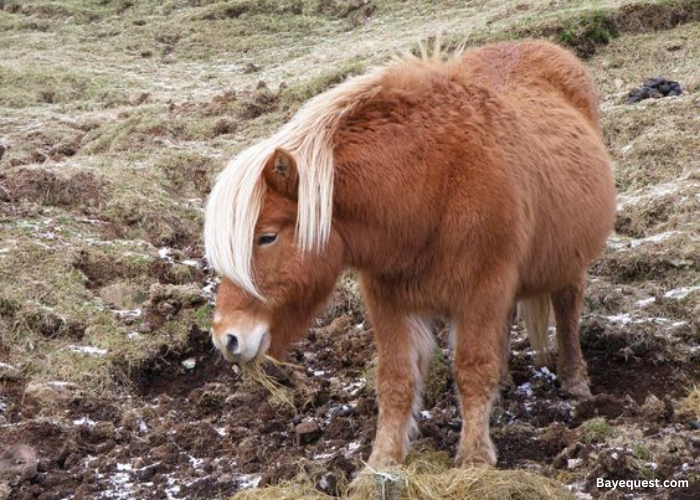 Faroe Pony