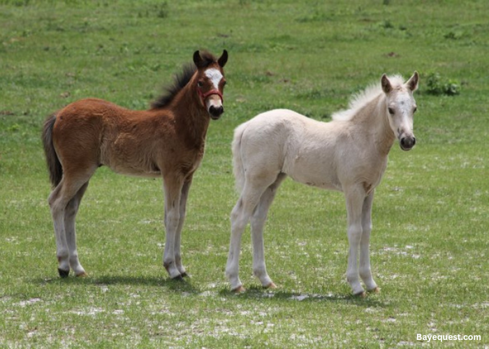 Galiceno Pony