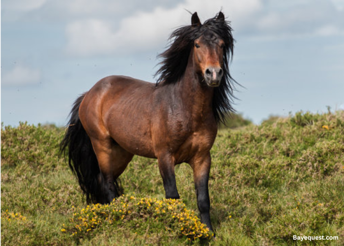 Garrano Pony