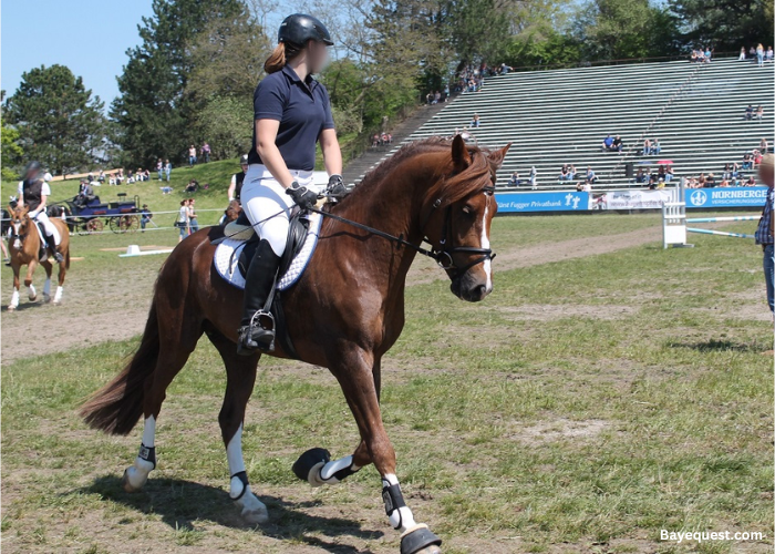 German Riding Pony